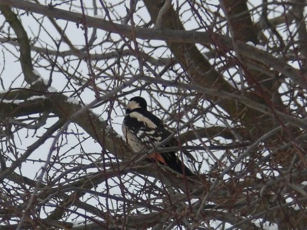 Blutspecht  - Andrzej Tarasiuk