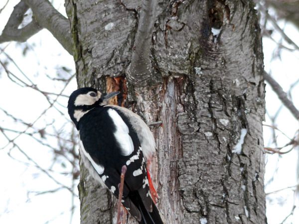 dzięcioł duży  - Andrzej Tarasiuk