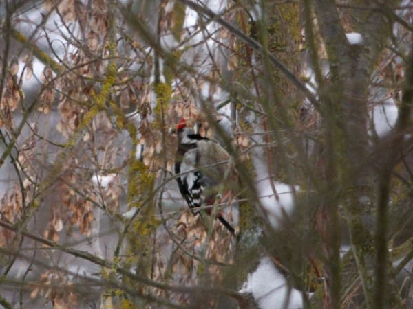 dzięcioł średni  - Andrzej Tarasiuk