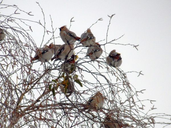 jemiołuszka  - Andrzej Tarasiuk
