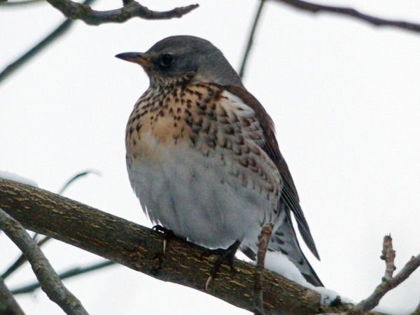 kwiczoł  - Andrzej Tarasiuk