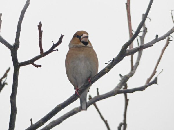 grubodziób  - Andrzej Tarasiuk