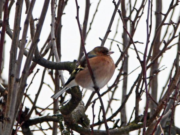 zięba  - Andrzej Tarasiuk