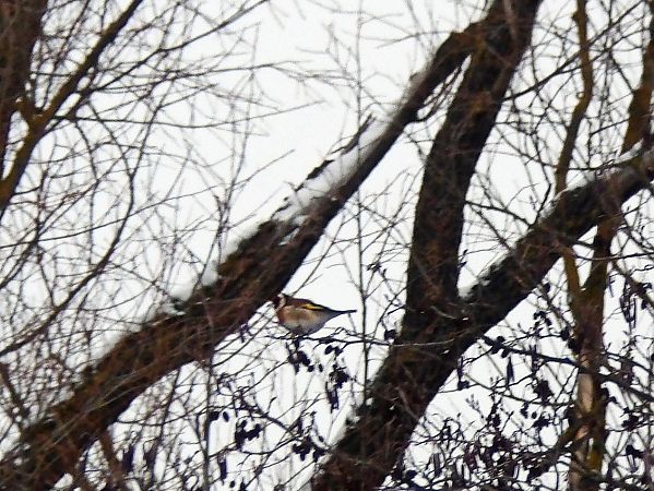 szczygieł  - Andrzej Tarasiuk