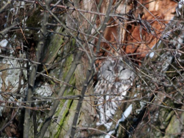 puszczyk  - Andrzej Tarasiuk