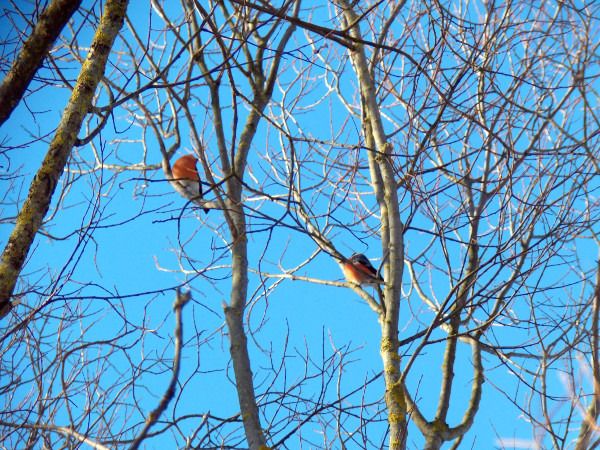 Bouvreuil pivoine  - Andrzej Tarasiuk