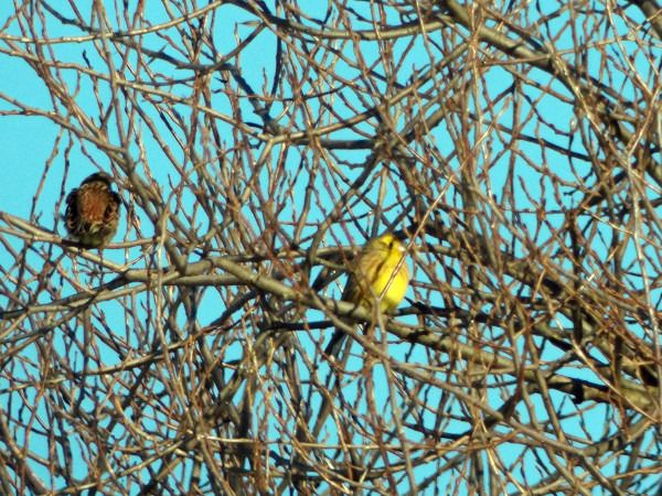 trznadel  - Andrzej Tarasiuk