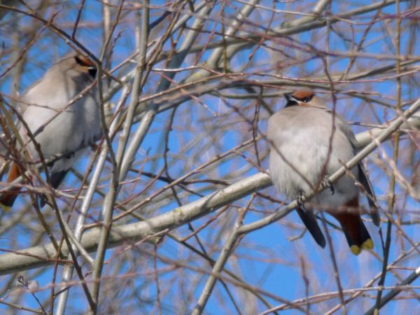jemiołuszka  - Andrzej Tarasiuk