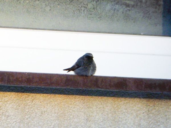 kopciuszek  - Andrzej Tarasiuk