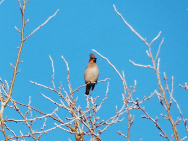 jemiołuszka  - Andrzej Tarasiuk