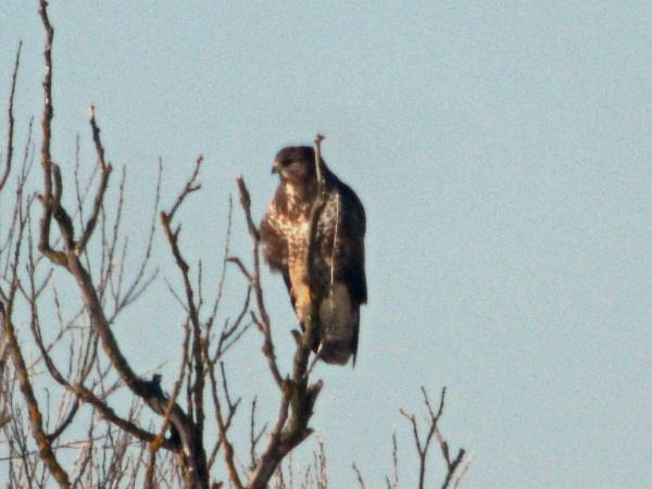 myszołów  - Andrzej Tarasiuk