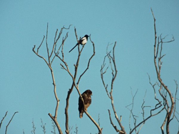 Eurasian Magpie  - Andrzej Tarasiuk