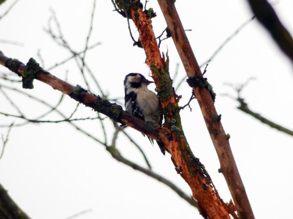 dzięciołek  - Andrzej Tarasiuk