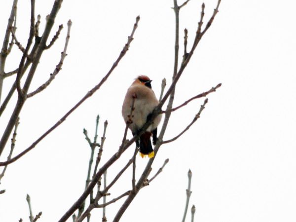 Seidenschwanz  - Andrzej Tarasiuk