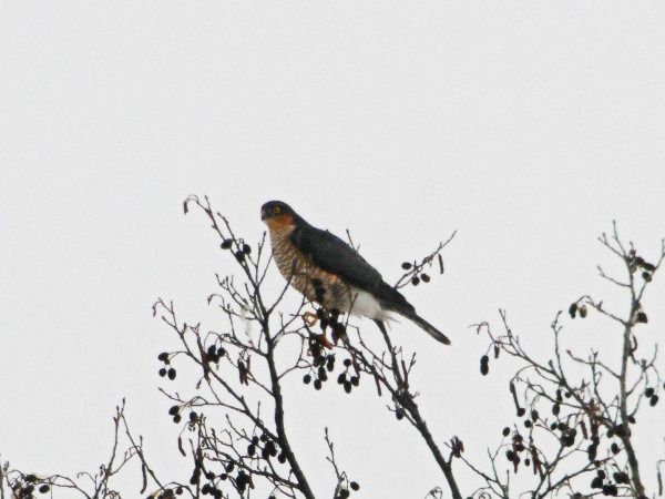 krogulec  - Andrzej Tarasiuk