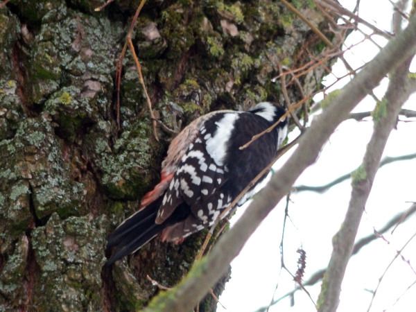 Middle Spotted Woodpecker  - Andrzej Tarasiuk