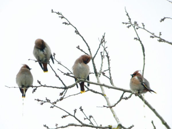 jemiołuszka  - Andrzej Tarasiuk