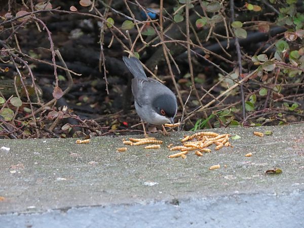 pokrzewka aksamitna  - Wojciech Cichy
