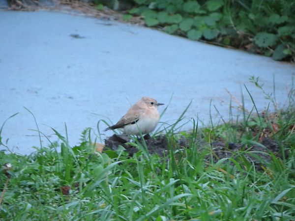 białorzytka rdzawa  - Wojciech Cichy