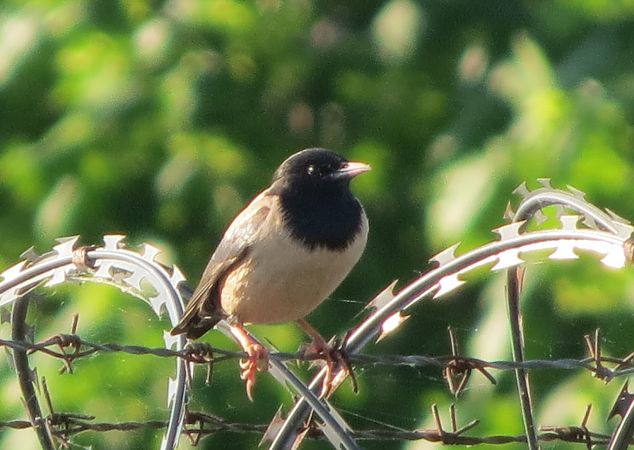 pasterz  - Wojciech Cichy