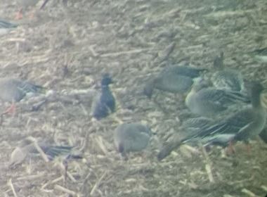 bernikla obrożna  - Wojciech Cichy