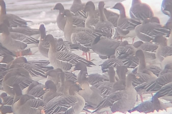 gęś Anser sp. x bernikla Branta sp.  - Rafał Kurowski