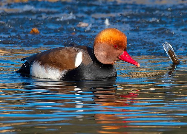 hełmiatka  - Andrzej Kitowski