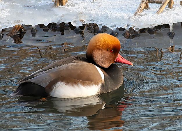 hełmiatka  - Andrzej Kitowski