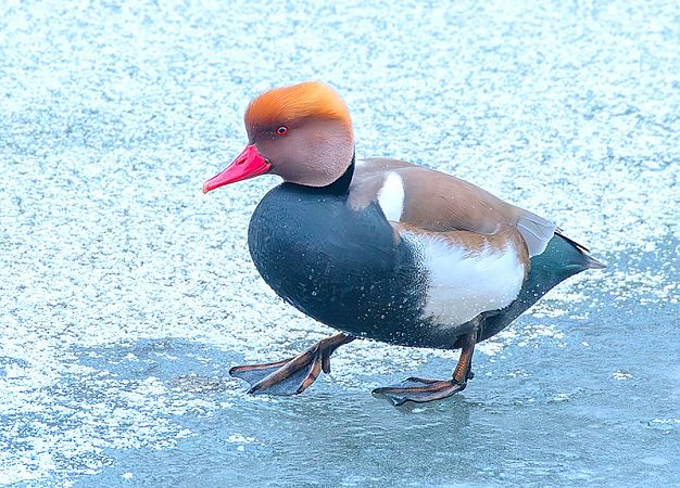 hełmiatka  - Andrzej Kitowski
