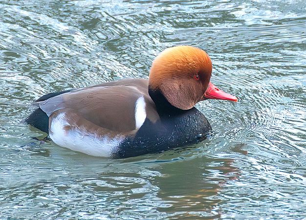 hełmiatka  - Andrzej Kitowski