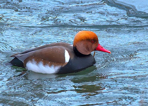 hełmiatka  - Andrzej Kitowski