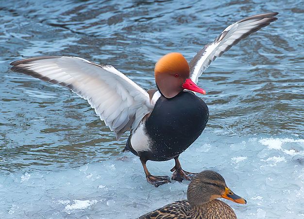 Nette rousse  - Andrzej Kitowski