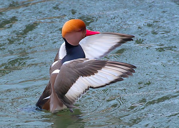 hełmiatka  - Andrzej Kitowski