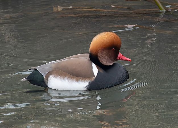 hełmiatka  - Andrzej Kitowski