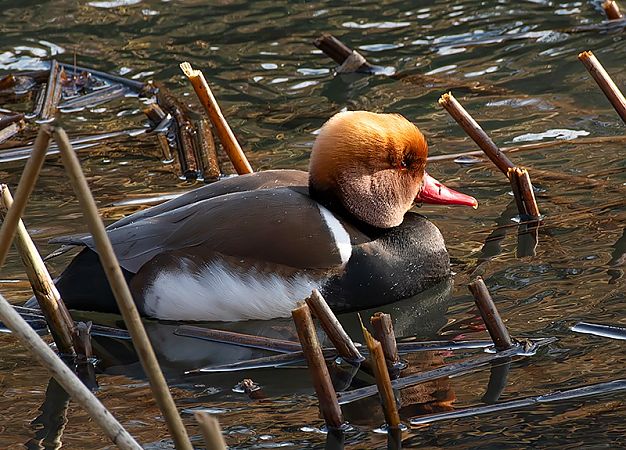 hełmiatka  - Andrzej Kitowski