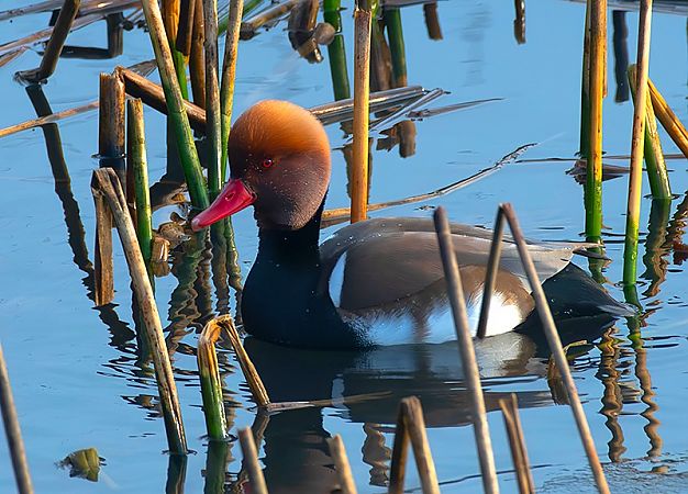 hełmiatka  - Andrzej Kitowski
