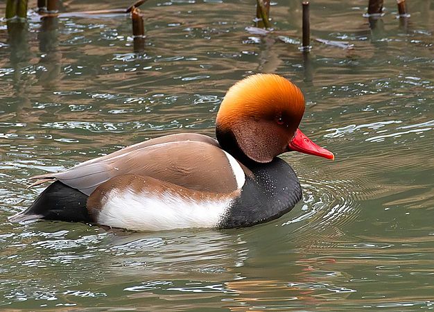 hełmiatka  - Andrzej Kitowski