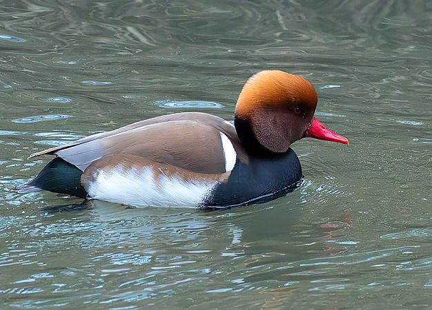 Kolbenente  - Andrzej Kitowski