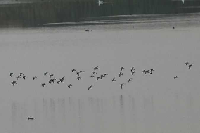 biegus krzywodzioby  - Marcin Sołowiej