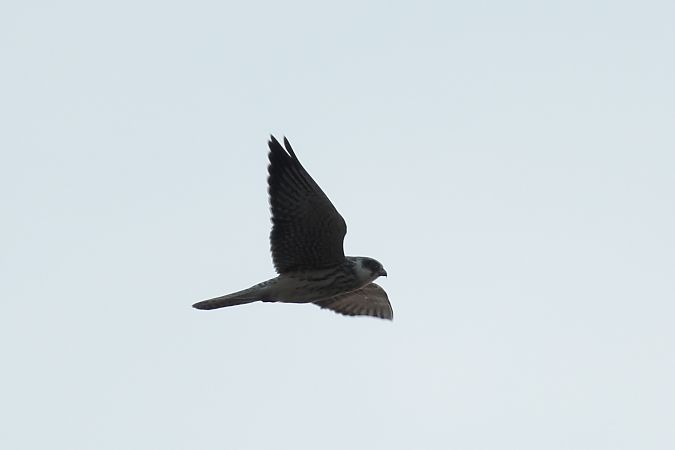 kobczyk  - Marcin Sołowiej