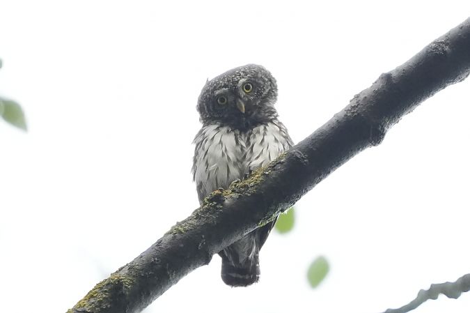 sóweczka  - Marcin Sołowiej