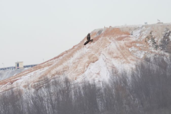 Rohrweihe  - Marcin Sołowiej