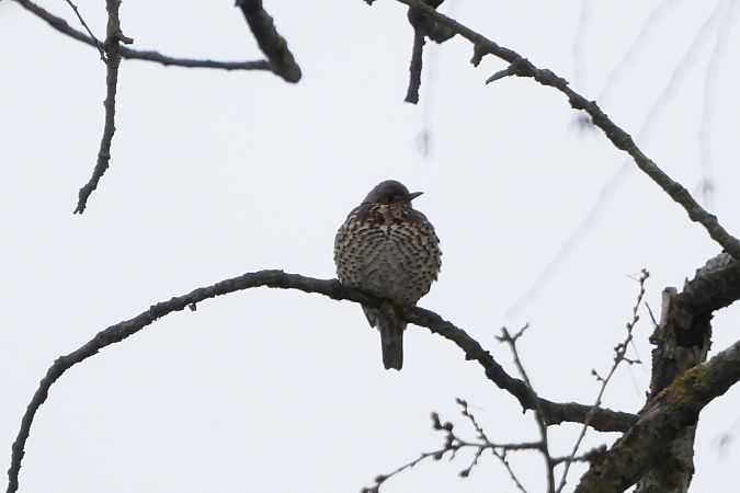 paszkot  - Marcin Sołowiej