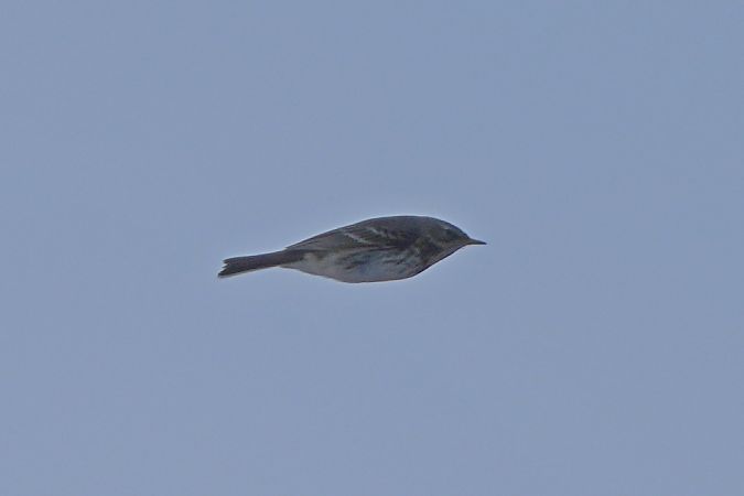 Pipit spioncelle  - Marcin Sołowiej