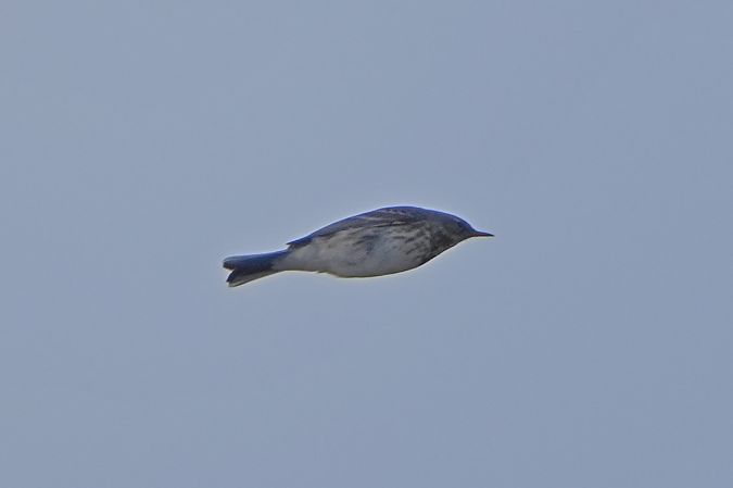 Bergpieper  - Marcin Sołowiej