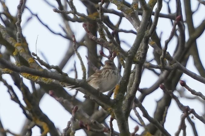 Bergpieper  - Marcin Sołowiej