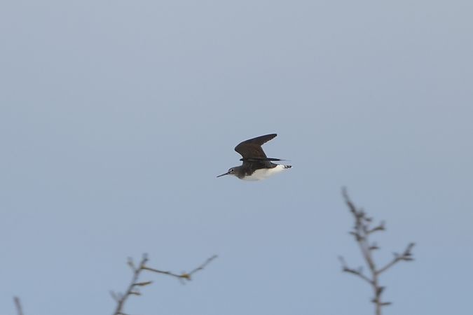 Chevalier culblanc  - Marcin Sołowiej