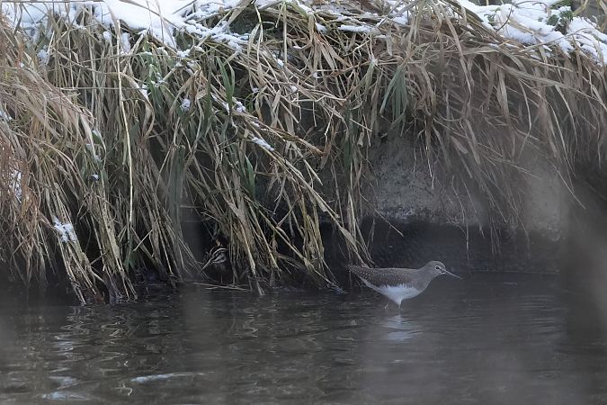 Zwergschnepfe  - Marcin Sołowiej