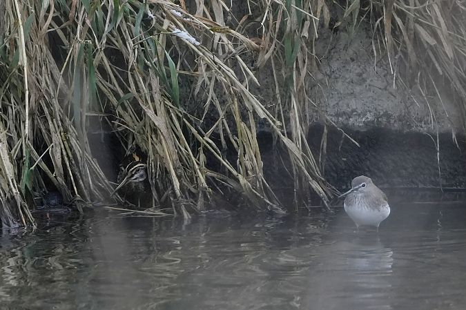 bekasik  - Marcin Sołowiej