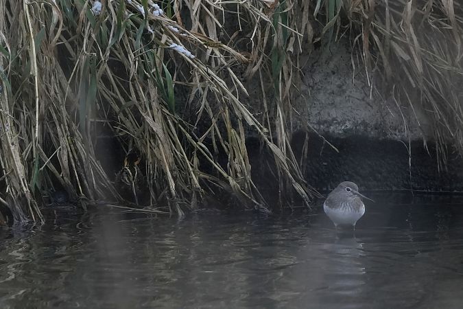bekasik  - Marcin Sołowiej